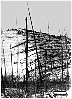 Повал леса, 1908 г.