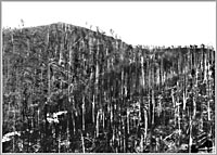 Состояние тайги в районе взрыва, 1908 г.