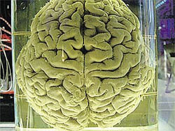 Секретные эксперименты ученых с мозгом выдающихся людей